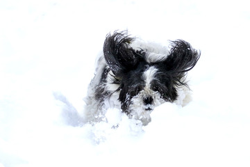 Small cute shih tzu doog playing in the snow