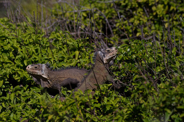 Iguanes des petites Antilles (iguana delicatissima)