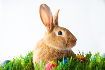 Easter bunny in green grass with painted eggs on white background.