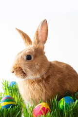 Easter bunny in green grass with painted eggs on white background.