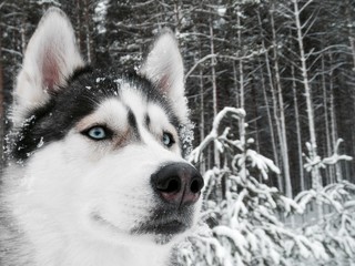 Siberian husky dog portrait in snowy winter forest. Macro photography © Oleg Medvedytskov