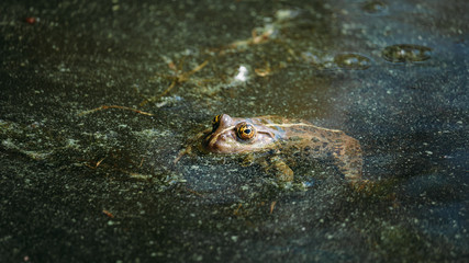 frog in pond
