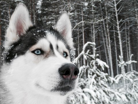 Siberian husky dog portrait in snowy winter forest. Macro photography