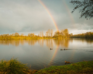 Some mallard ducks in front of a double rainbow