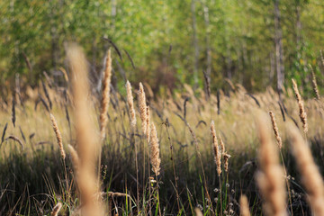 grass in the wind