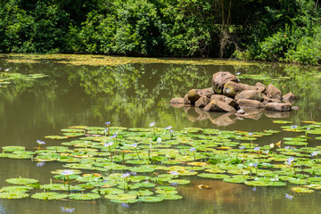 Rocks and terrapin in a pond.