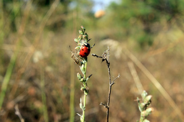ladybug on a leaf