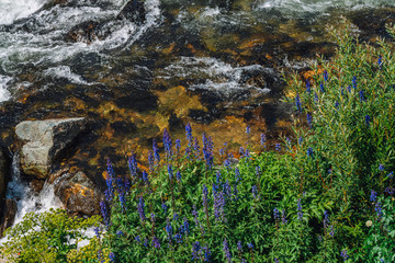 Group of beautiful purple flowers of larkspur near mountain creek close-up. Rich vegetation of highland. Blooming blue flowers on background of spring water stream among in bright sunlight.