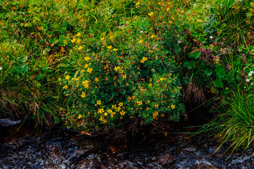 Bush with blooming yellow flowers of silverweed near spring water close-up. Medical plants grow near mountain creek. Healing plant near spring stream. Brook with medicinal rich vegetation of highland