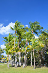 Palm trees garden in Miami.