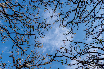 Branch of Plumeria