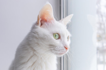 Portrait of a white cat with green eyes on a light background