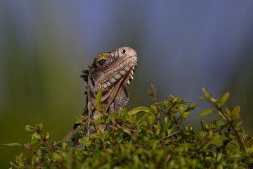 Iguane des petites Antilles (iguana delicatissima)