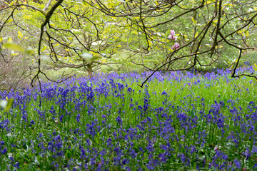 Obraz premium Field of violet bluebells