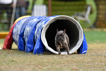 Agility Hundesport Tunnel französische Bulldogge