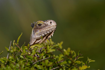 Iguane des petites Antilles (iguana delicatissima)