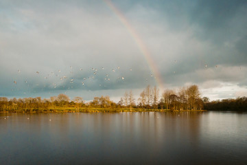 A seagulls flock in the sky in front of a rainbow