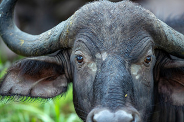 Close up face and eyes shot of a female buffalo.