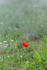 Single red poppy flower with blurred background
