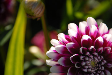 Obraz premium White and violet Dahlia flower cropped