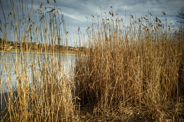 Obraz premium Dry reed by the frozen lake. Beautiful sunny winter day.