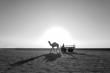 color is descriptive black and white is perspective