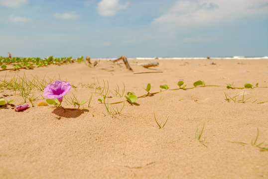 Bayhops flower on sandy beach in Thailand