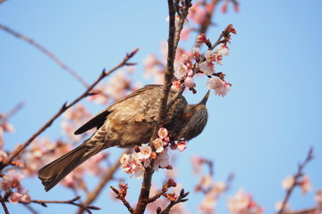 桜花の蜜を吸うひよどり