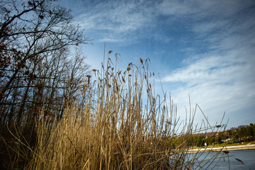 Dry reed by the frozen lake. Beautiful sunny winter day.