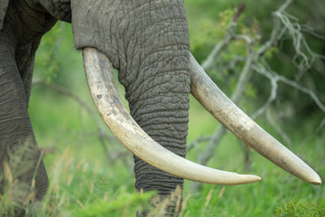 large tusked male elephant close up
