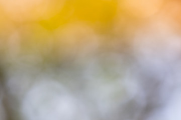 Blur background, Leave and tree