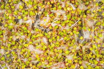 radish sprouts, closeup of the germs