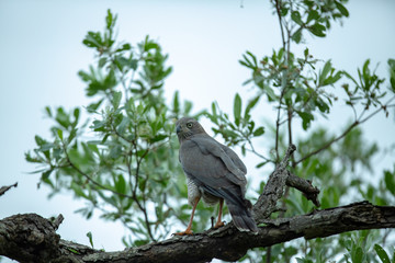 Juvenile Dark chanting goshawk perched in a tree