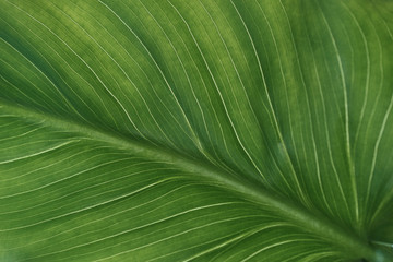Vegetative background, large, beautiful green leaf with veins.