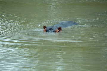 Hippo in the water watching the camera