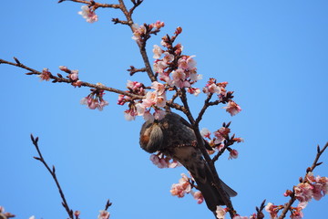 桜の蜜を吸うひよどり