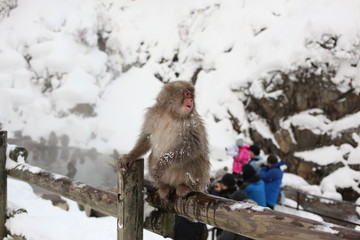 Nagano Prefecture snow monkey in Japan