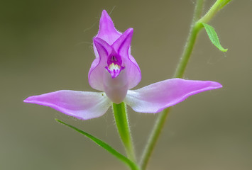 Cephalanthera rubra, known as Red Helleborine, is an orchid found in Europe. Gentle spring flower rare orchids in the morning sun.