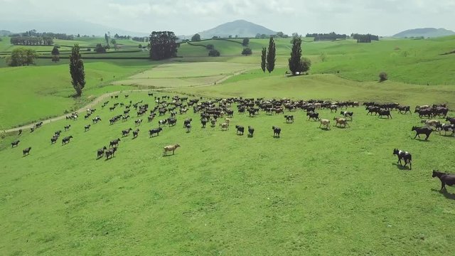 Aerial shot of herd of cows running along idyllic green pasture in New Zealand countryside surrounded by mountains