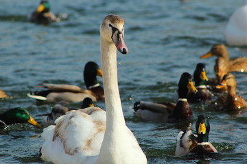 white queen6 © Marcin