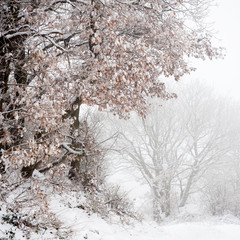Oak with snow in winter