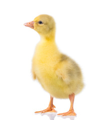 Cute little newborn fluffy gosling. One young yellow baby goose isolated on a white background....