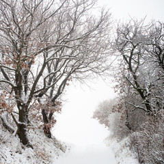Trees with snow in winter