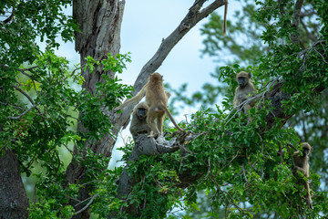Baboon games in the tops of trees