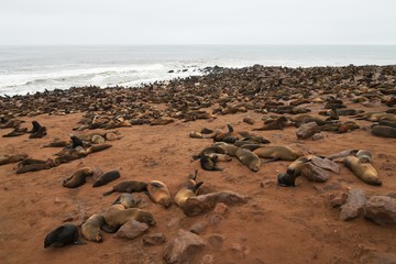 Robbenkolonie am Cape Cross in Namibia