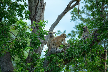 Fototapeta na wymiar Baboon in the tree tops