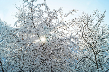 Obraz premium Beautiful winter view. The sun's rays make their way through the branches of trees. Snow covered forest. Romantic postcard.
