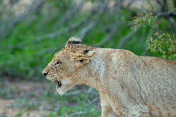 A lion cub sneezing/snarling. 