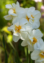 Yellow narcissus in the garden. Beautiful spring landscape. Soft focus