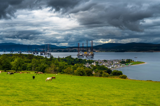 City Of Cromarty With Cattle On Pasture And Oil Rigs In The Cromarty Firth In Scotland